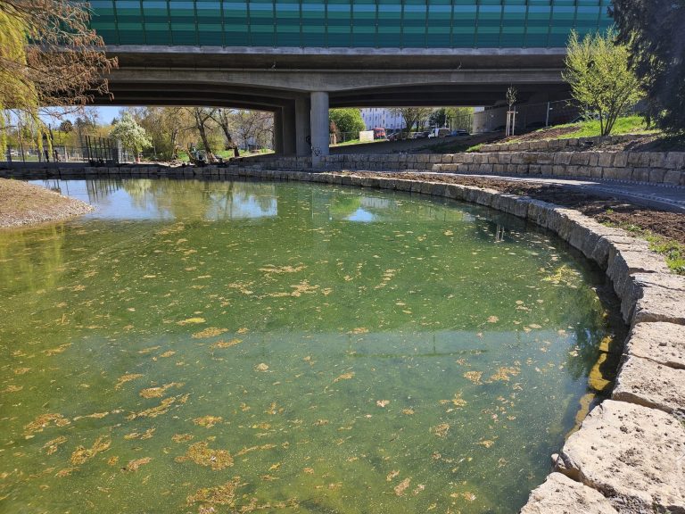 Teich_Wasser_Kornwestheim